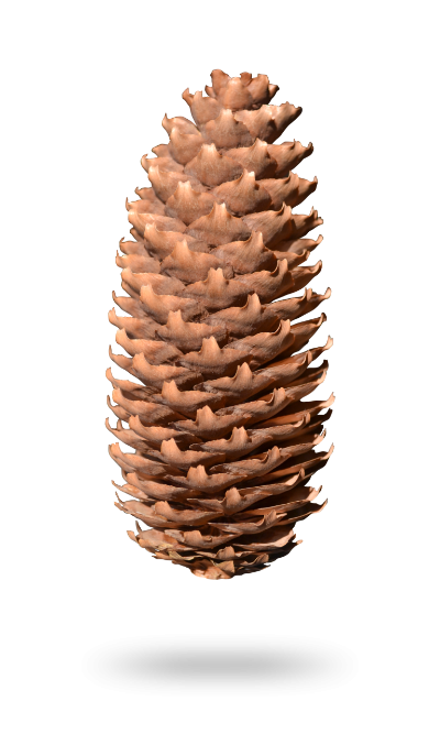 Picea Abies Pinecone